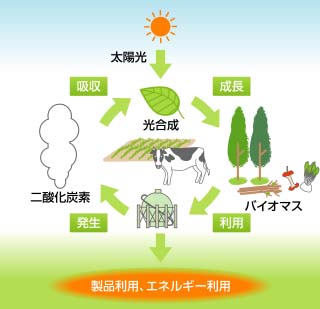 写真１－７　光合成と二酸化炭素の排出